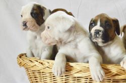 Red And White Boxer Puppy's
