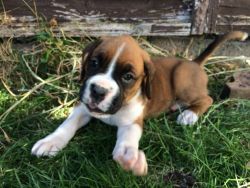 Boxer pups ready for new home