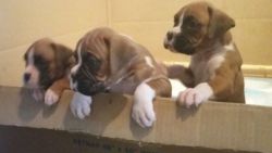 Stunning Boxer pupies