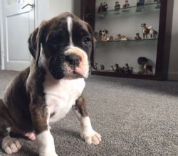 Lively Boxer Free To Good Home
