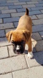 9 Beautiful Pedigree Boxer Puppies For Sale-kc Reg
