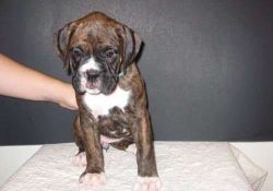 Lovely boxer puppy needs a home