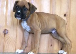 Affectionate Boxer puppies available