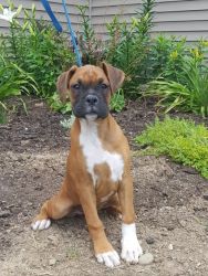 Beautiful male and female Boxer puppies