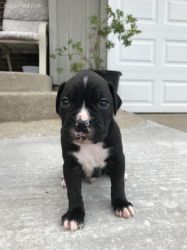 Outstanding AKC bull boxer pit puppies