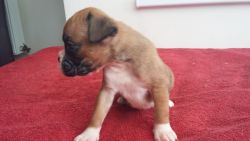 Great Boxer Puppy