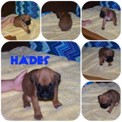 AKC & CKC Registered Boxer Puppies Last 2 boys Available