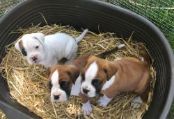 CHARMING BOXER PUPPIES FOR SALE