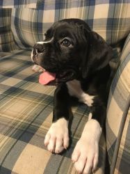 AKC black and white boxer puppies available