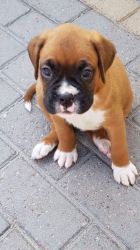 Boxer Puppys For Sale