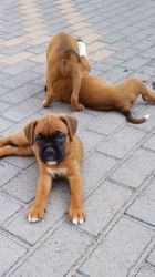 Gorgeous Chunky Boxer Puppies