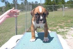 Smart Registered Boxer Puppies For Sale