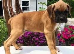 Lovely Boxer puppies For Sale