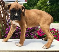 Adorable Boxer puppies ready for Sale