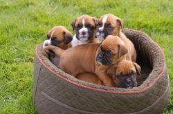 Potty Trained Boxer Puppies For Sale, Text at (xxx) xxx-xxx4