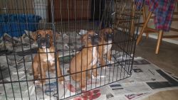 Purebred Boxer Puppies Born 5-30-17