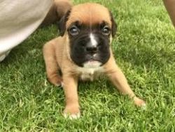 Standing Boxer Puppies Available for new home
