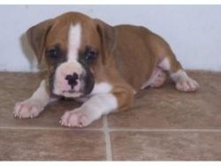 sellerRed and White Boxer Puppies