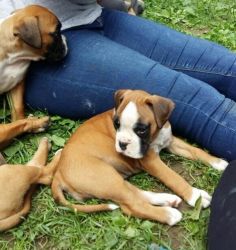Intelligent and Confident Boxer Puppies Ready