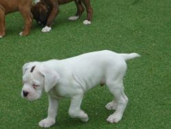 8 Week Old Boxer Puppies