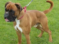 BOXER READY FOR NEW HOMES