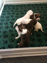 Boxer Puppies For sale