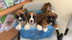 Beautiful Kc Reg Boxer Puppies-*all Now Reserved*