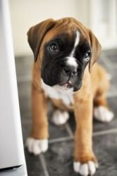 Brindle/Fawn Boxer