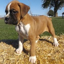 Male and female Boxer puppies available