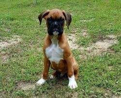 Fawn/Brindle Boxer puppies For Sale