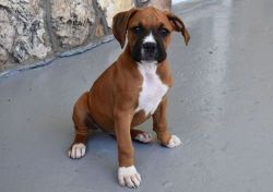 AKC Registered Well Socialized Boxer puppies