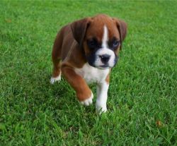 Beautiful Boxer puppy. Text us: (xxx) xxx-xxx5