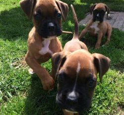 Bobtail And Tailed Red Boxer Pups