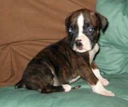 Healthy Boxer Puppies for Sale