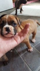 Solid Red And White Boxer Pups - Only 2 Left