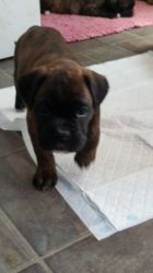 Pet/show Boxer Puppies From Champion Lines