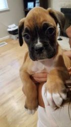 Perfect Boxer Puppy
