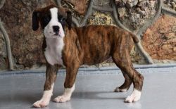 Healthy Boxer Puppies For Sale