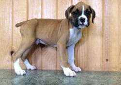 Lovely AKC Reg. Boxer Puppies For Sale