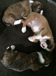 Excellent Boxer Puppies Available