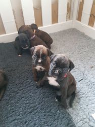 Kc Reg Boxer Puppies For Sale