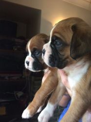 Pedigree Boxer Pups Forsale