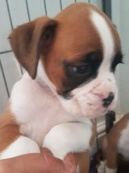 Kc Reg Brindle Boxer Puppies For Sale