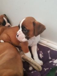 Stunning Pedigree Boxer Puppies For Sale.
