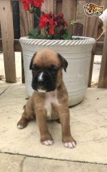 Lovely Boxer puppies ready for Adoption