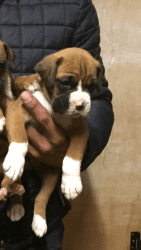 Nice Boxer Puppies for sale