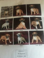 Adorable Boxer puppies for sale vet checked shots up-to-date Champions
