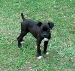 AKC boxer male and female