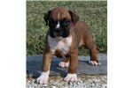 We Have Cute boxer puppies For Re-homing Text (xxx) xxx-xxx2