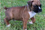 Out Standing pair boxer puppies For Re-homing Text (xxx) xxx-xxx1